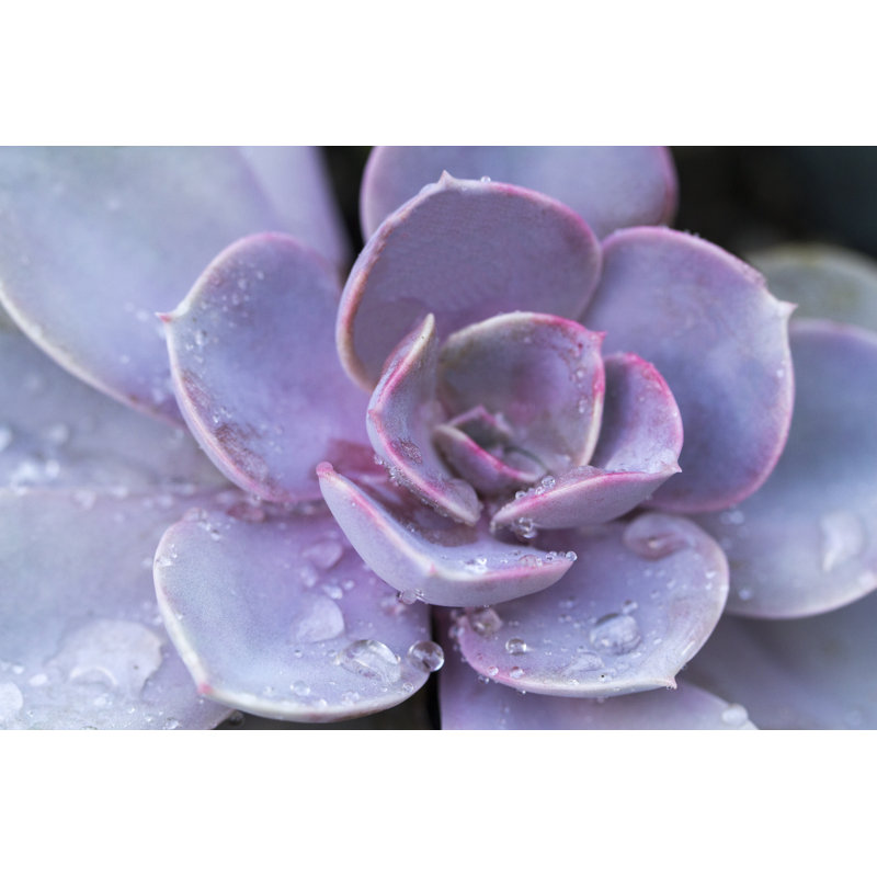 Succulent Flowerbeds by Sultancicekgil - Wrapped Canvas Print, 30cm H x 46cm W x 3.8cm D