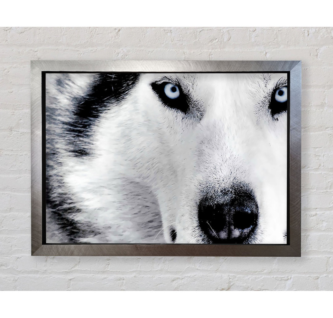 Siberian Husky Augen - Druck