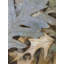 «Autumn Leaves», reproduction sur toile