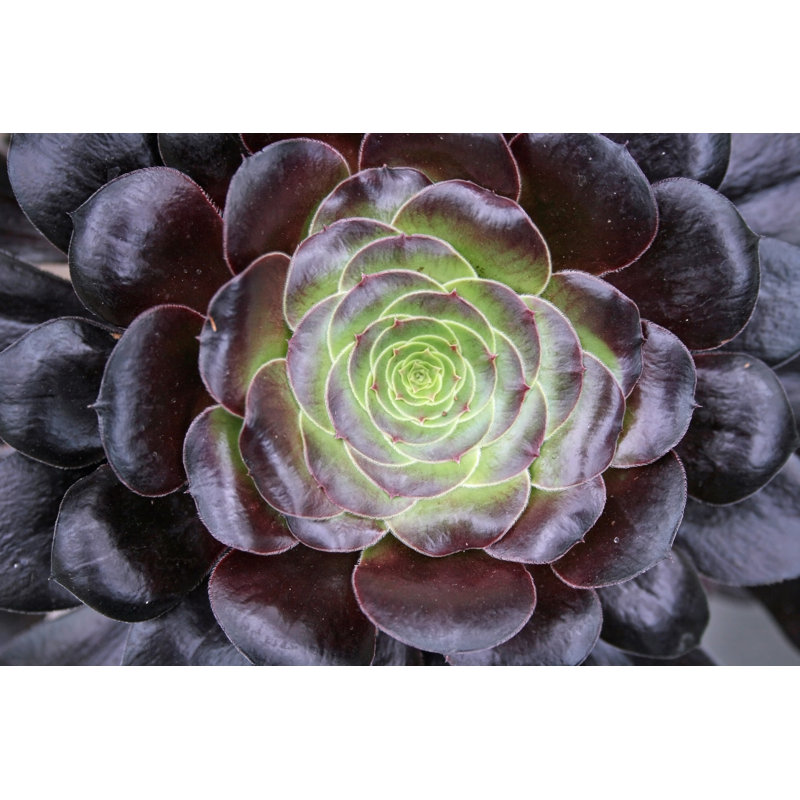 Cactus Close Up by Coolchickphoto - No Frame Art Prints on Canvas, 20cm H x 30cm W