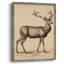«Vintage Animal Print», reproduction encadrée en bois massif-566754930