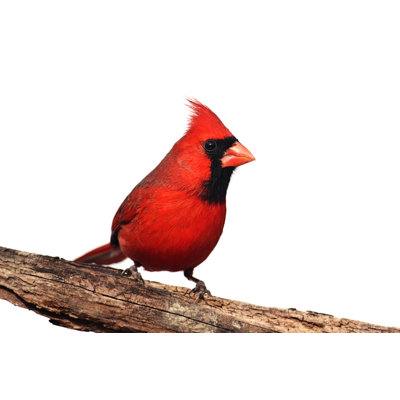 " Cardinal On A Stump "