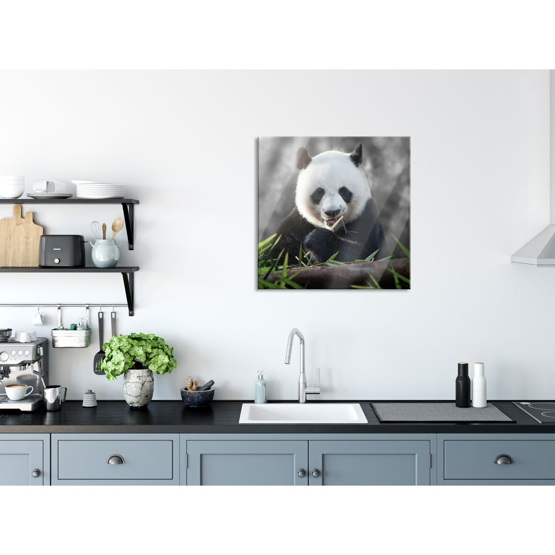 Glasbild Niedlicher Panda isst Bambus