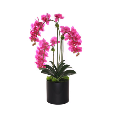 Arrangement d'orchidées