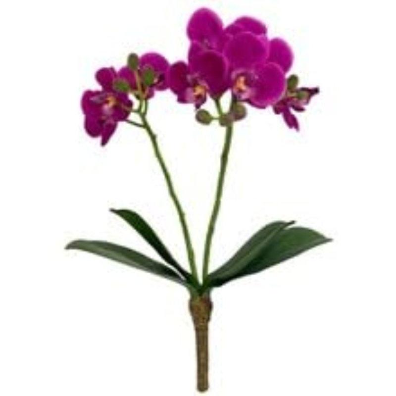 Phalaenopsis 16 po - 3 paquets