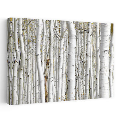 Bouleau - paysages, photographie, arbres, art