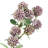 Berry Arrangement-1896194784