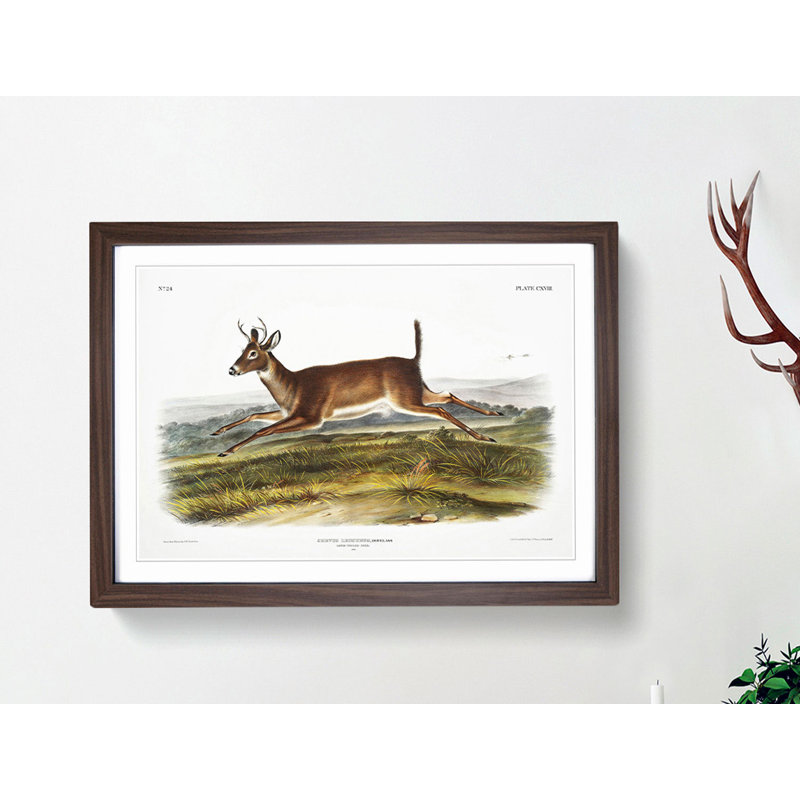 Long-Tailed Deer by J.W. Audubon - Picture Frame Painting Print, 60cm H x 91cm W x 2cm D, Walnut