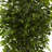  6.5ft. Deluxe Ficus Tree