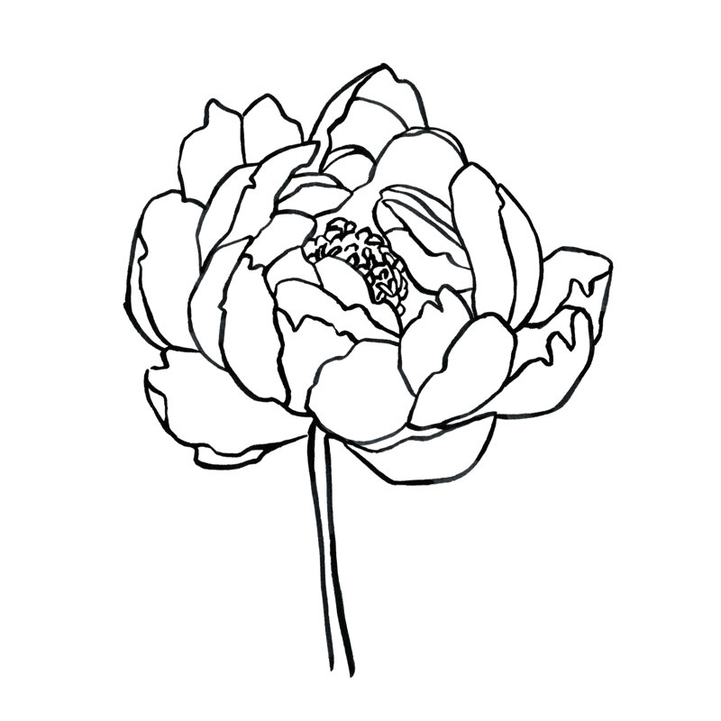 «Peony Contour I», reproduction d'art sur toile tendue, H 12 po x l 12 po