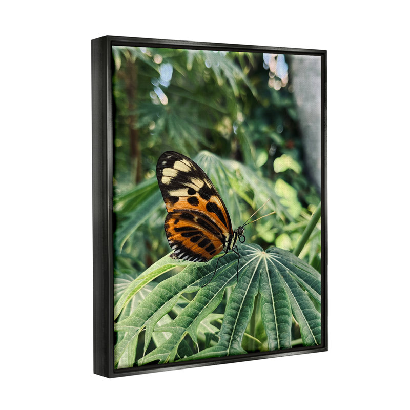 «Stupell Industries», art mural monarque sur toile par Lil 'Rue, Giclée encadrée noir minuit, H 14 po x l 11 po x P 1,5 po