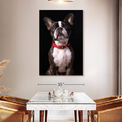 Handsome Boston Terrier