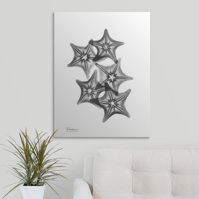 X-Ray Starfish Coastal