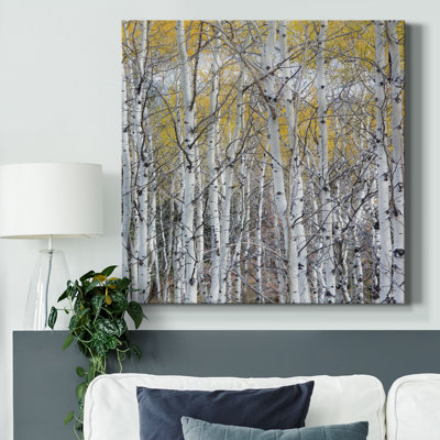 " Mountain Aspen "