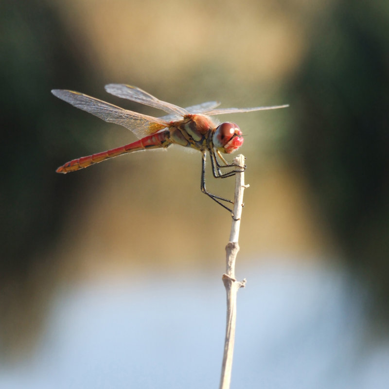 Bruin Dragonfly - Wrapped Canvas Print, 30cm H x 30cm W x 3.8cm D