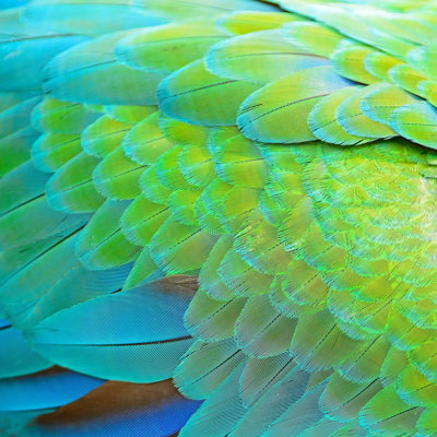 Harlequin Macaw Feathers by Panuruangjan - Wrapped Canvas Print