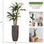 Panama artificiel 70 po Dracaena en pot