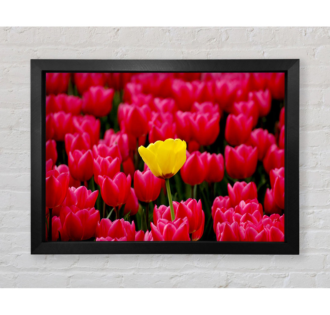 Tulpen Strenth Gerahmter Druck