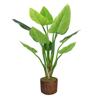 Panama Philodendron plante en pot