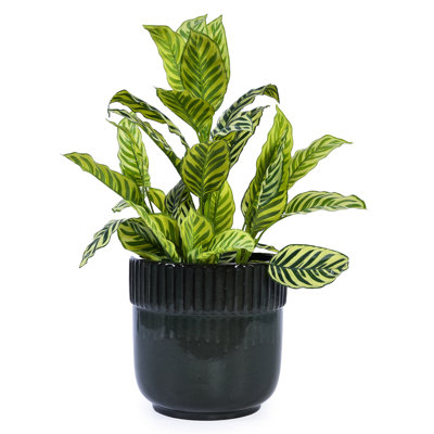 3 Pieces Antique Black Ceramic Flowerpots, Modern Style For Indoor And Outdoor Greenery Display In Multiple Spaces Planter Of 3, All - Weather With Drainage Windowsill Patio