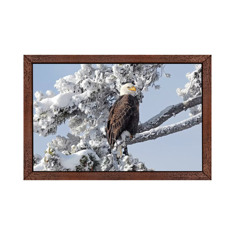 Winter Eagle by Brian Wolf - Floater Frame Print on Canvas, Brown