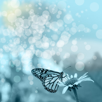 «Butterfly on the Flower» par Allar15 - Photographie sur toile tendue