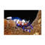 Œuvre sur toile, cologiste bolathieu Gabriel-109334726