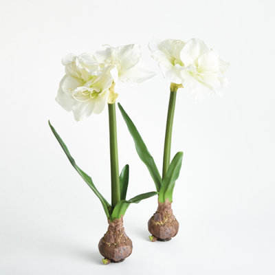 Barreto AMARYLLIS BULB Set of 2