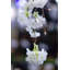 Cerisier en fleurs avec lumières DEL-1008177226-1008177236