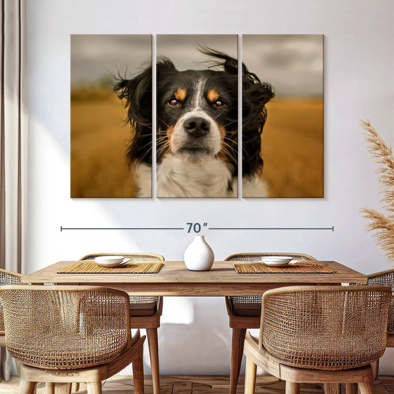 Border collie Brampt Expressive, H 42 po x l 65 po
