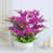 Mauve est en rupture de stock