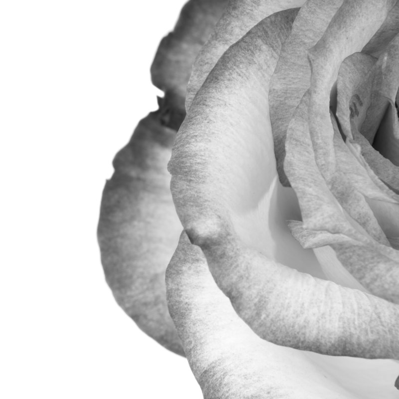 Rose - Wrapped Canvas Print, 76cm H x 76cm W