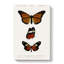 Butterfly Illustrations PL. 5 by Charles D Orbigny - Wrapped Canvas-55362906