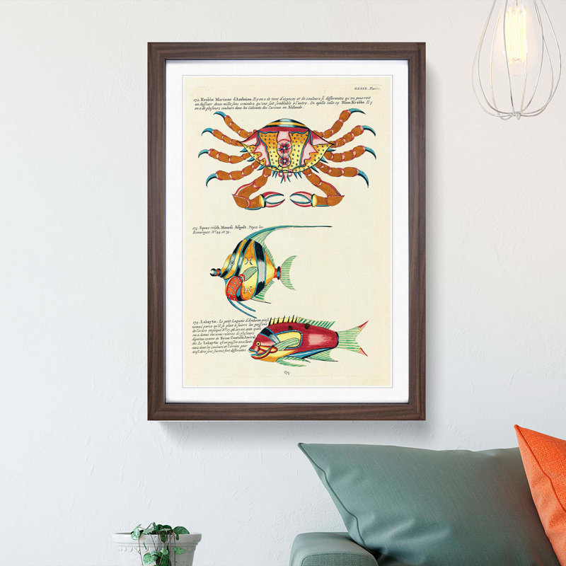 East Indies Fish & Crab Illustrations XXXIX by Louis Renard - Picture Frame Painting Print, 48cm H x 36cm W x 2cm D