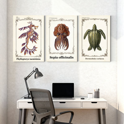 Phyllopteryx Taeniolatus Sepia Officinalis Dermochelys Coriacea Set of 3 Canvas Wall Art Prints