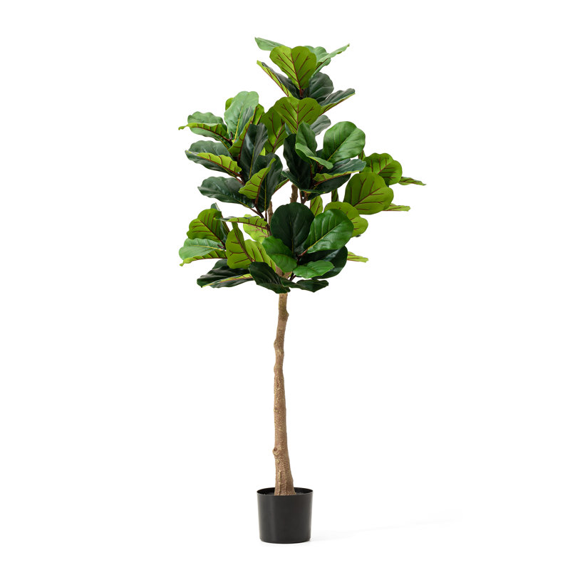Figuier figuier en pot 61 po Amee
