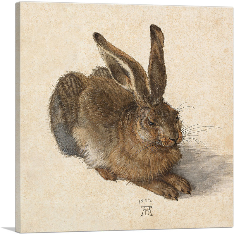 «Young Hare 1502» par Albrecht Dürer, reproduction d'art sur toile tendue, H 12 po x l 12 po x P 1,5 po