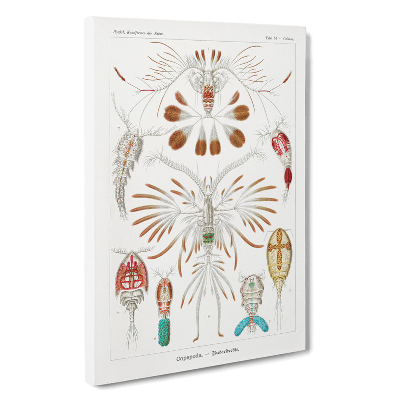 Copepod Crustaceans by Ernst Haeckel - Wrapped Canvas, 76cm H x 50cm W x 3cm D
