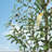 Tall Olive Trees Artificial with Planter-1549112949-1561500228