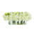 Peony Stems-2001072918