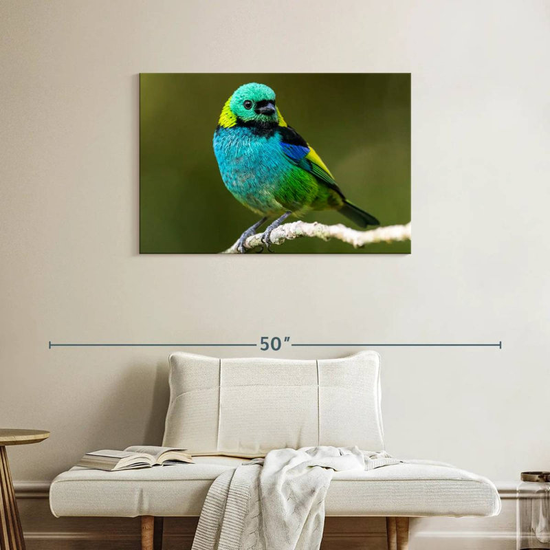Brampt Green Headed Tanager, 24" H x 36" W