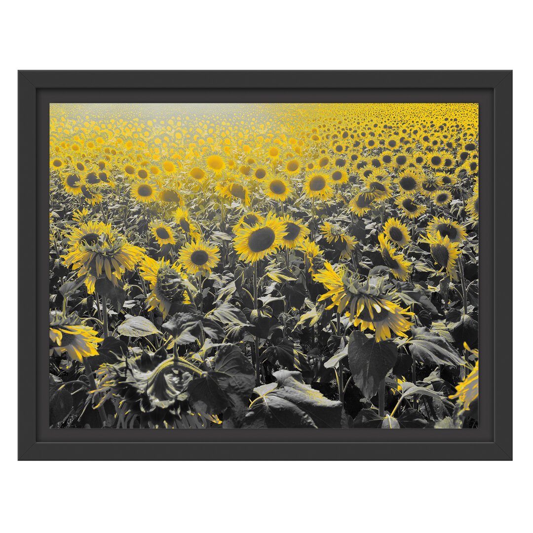 Gerahmtes Wandbild Wunderschönes Sonnenblumenfeld