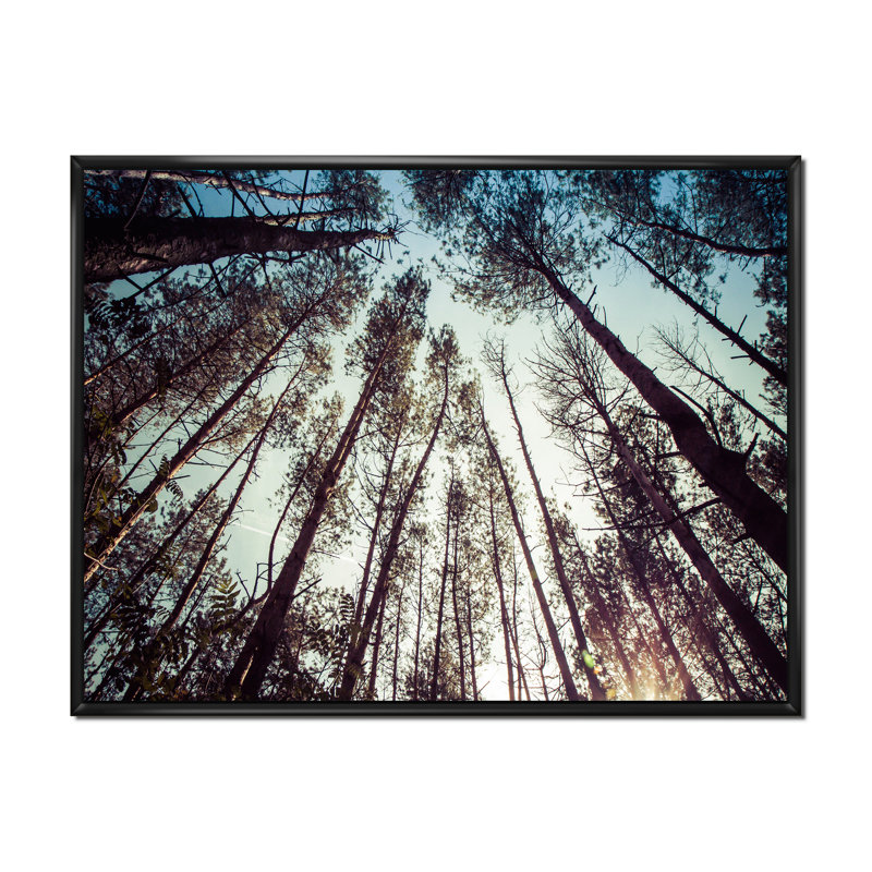 «High Forest Trees And Blue Sky», reproduction sur toile, H 16 po x l 32 po, Cadre flottant noir