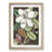 Laurel Magnolia Tree by Mark Catesby - Picture Frame Painting Print-55581687-55581688