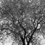 Ensemble de rideau de douche simple et crochets Arbor Tree PEVA