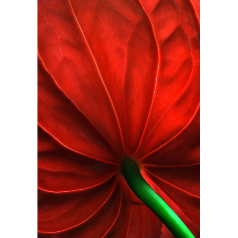 Wrapped Canvas Print, 76.2 cm H x 50.8 cm W