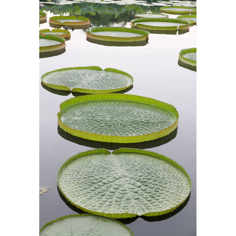 Giant Victoria Lotus - Wrapped Canvas Print, 46cm H x 30cm W