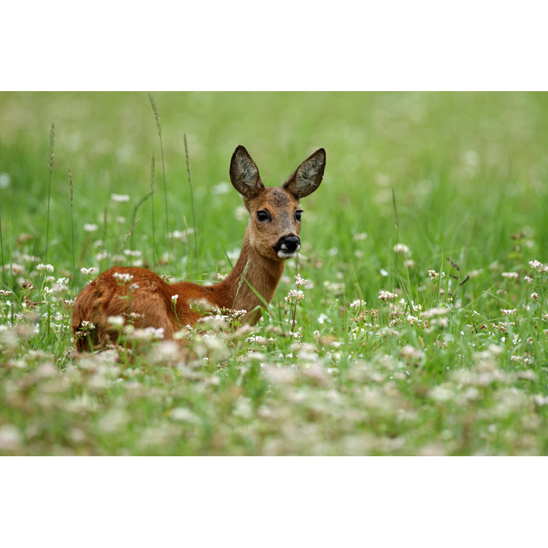 Roe Deer - Photographie sur toile tendue, H 12 po x l 18 po