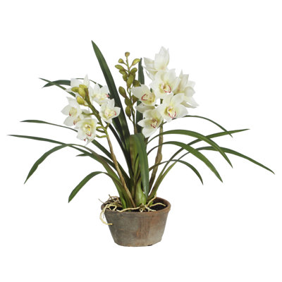 Arrangement floral cymbidium orchidées en pot