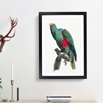Eclectus Parrot by F. Levaillant - Picture Frame Art Print